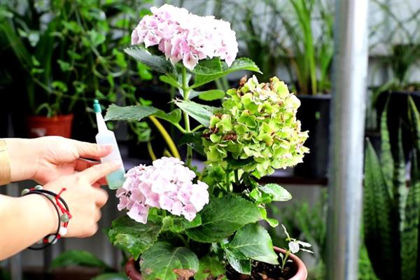 怎么种绣球花种子，喜温暖、湿润和半阴环境
