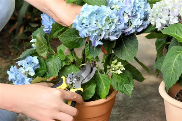 怎么种绣球花种子，喜温暖、湿润和半阴环境