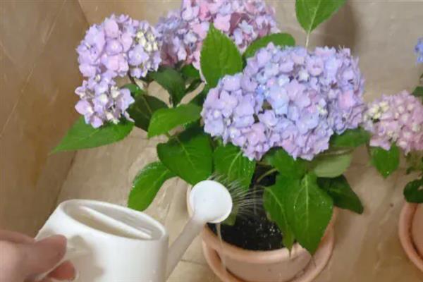 怎么种绣球花种子，喜温暖、湿润和半阴环境