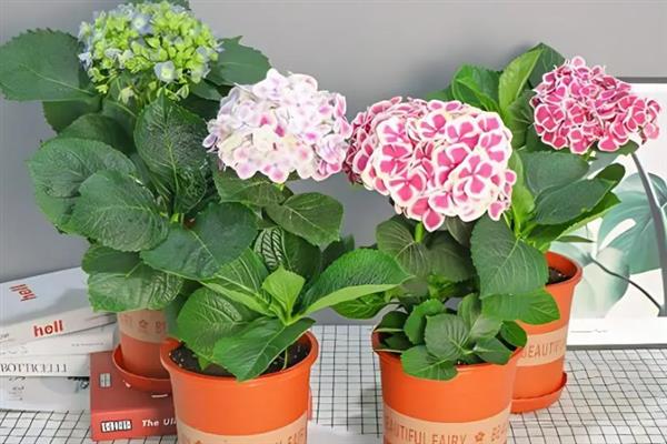 怎么种绣球花种子，喜温暖、湿润和半阴环境