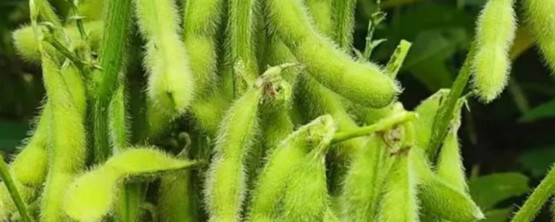 大豆如何管理，需定期给土壤进行中耕
