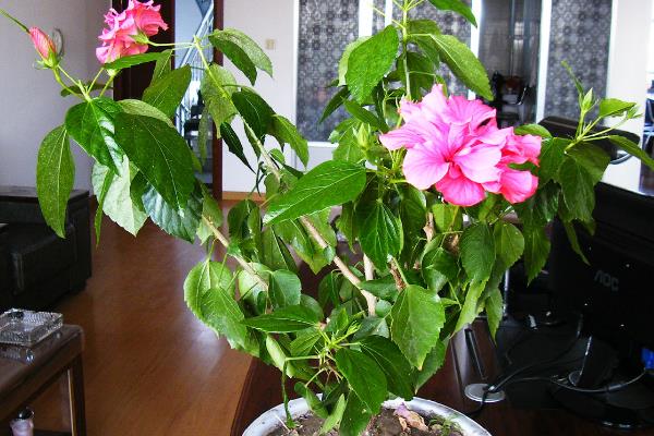 木菊掉叶子的原因，一般是盆土不适、温度太高等因素引起