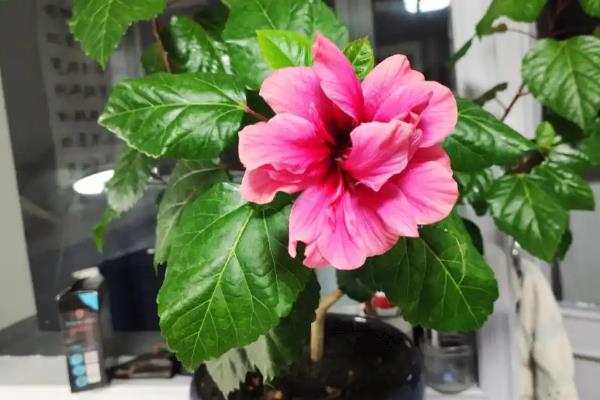 木菊掉叶子的原因，一般是盆土不适、温度太高等因素引起