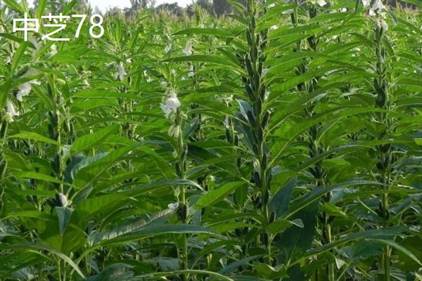 高产优质的芝麻品种，常见的有中芝13、中芝78等