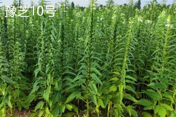 高产优质的芝麻品种，常见的有中芝13、中芝78等