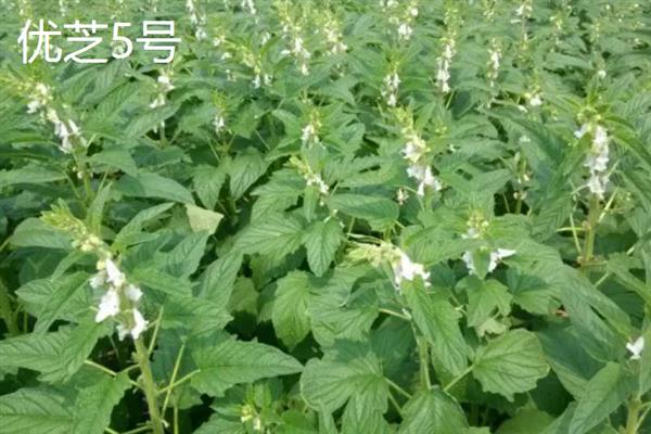 高产优质的芝麻品种，常见的有中芝13、中芝78等