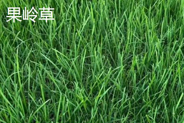 常见草皮有哪些，常见的有黑麦草、果岭草等