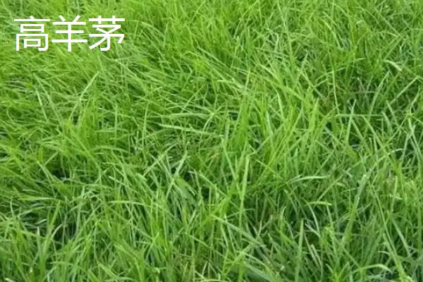常见草皮有哪些，常见的有黑麦草、果岭草等