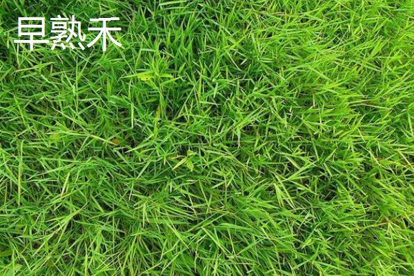 常见草皮有哪些，常见的有黑麦草、果岭草等