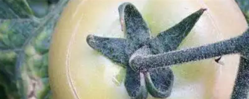 番茄为什么要慎用助壮素，会造成小果症