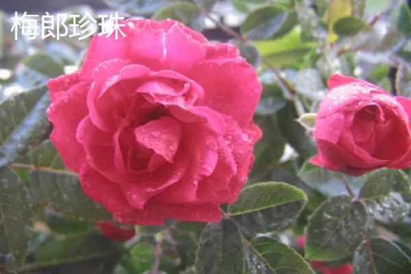 地被月季的常见品种，常见的有皇家巴西诺、杏子雪崩等