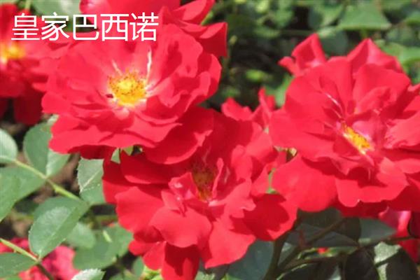 地被月季的常见品种，常见的有皇家巴西诺、杏子雪崩等
