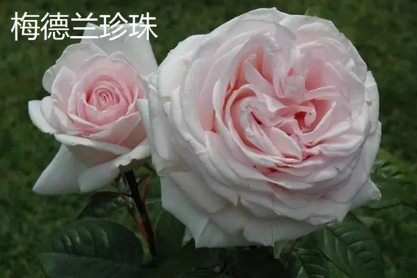地被月季的常见品种，常见的有皇家巴西诺、杏子雪崩等