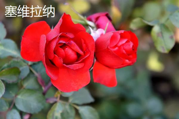 地被月季的常见品种，常见的有皇家巴西诺、杏子雪崩等