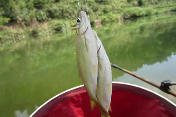 钓黄尾鱼的技巧，首选钓点是回水湾和野果树下