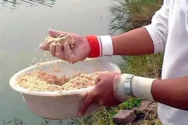 钓黄尾鱼的技巧，首选钓点是回水湾和野果树下