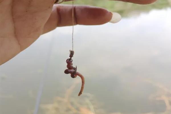 钓黄尾鱼的技巧，首选钓点是回水湾和野果树下