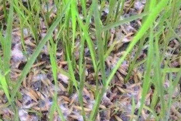 水稻绵腐病是什么真菌，属于霉菌性真菌