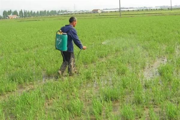 水稻绵腐病是什么真菌，属于霉菌性真菌