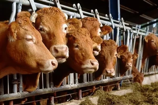 牛喜欢吃的食物是什么，钟爱青草、玉米、水稻等绿植
