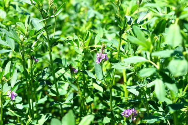 牛喜欢吃的食物是什么，钟爱青草、玉米、水稻等绿植