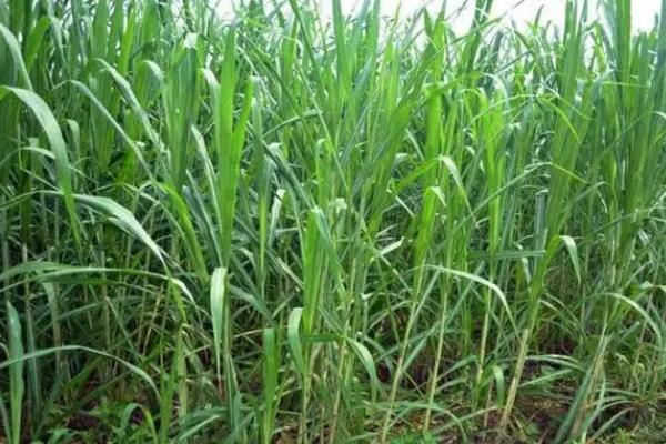 牛喜欢吃的食物是什么，钟爱青草、玉米、水稻等绿植
