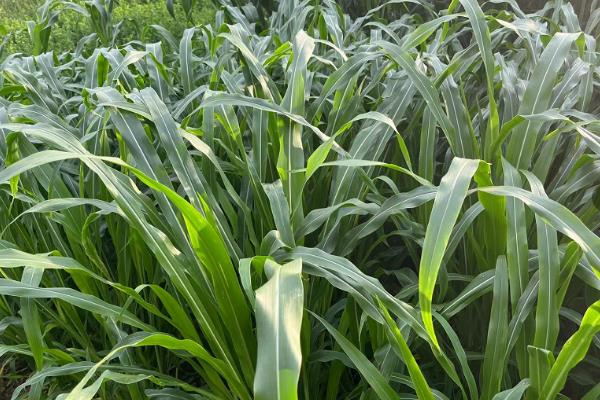 牛喜欢吃的食物是什么，钟爱青草、玉米、水稻等绿植