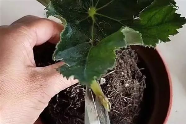 怎么修剪大叶海棠，对突出的长枝加以短截修剪