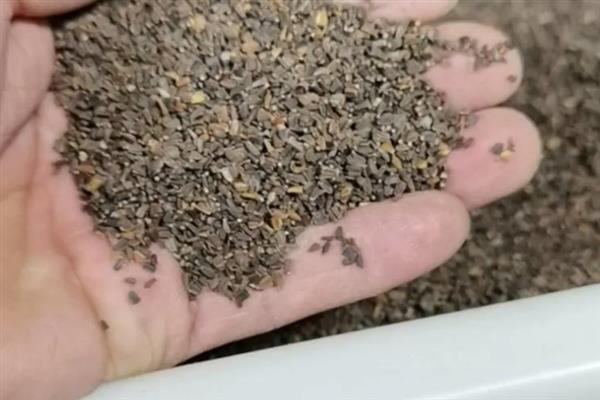 茼蒿种子播种前要浸泡吗，需要泡过才可以播种