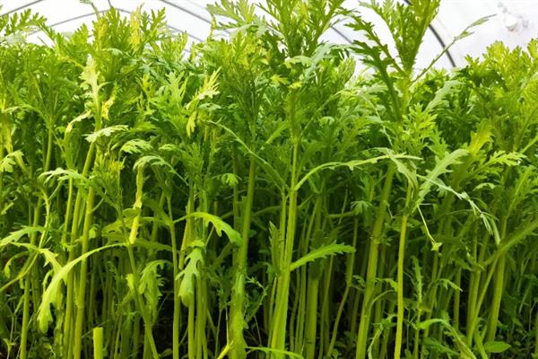 茼蒿种子播种前要浸泡吗，需要泡过才可以播种