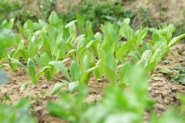 茼蒿种子播种前要浸泡吗，需要泡过才可以播种