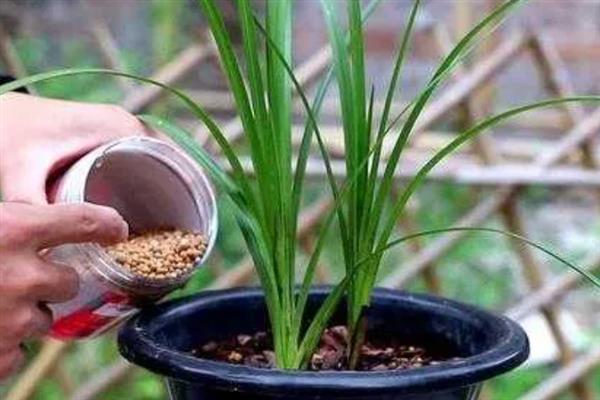 秋季怎么养护兰花，每隔10天喷一次氮肥