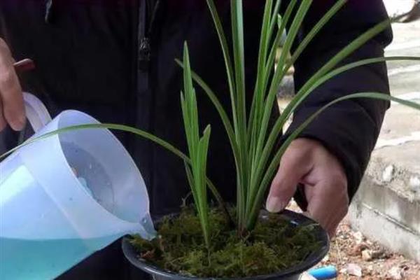 秋季怎么养护兰花，每隔10天喷一次氮肥