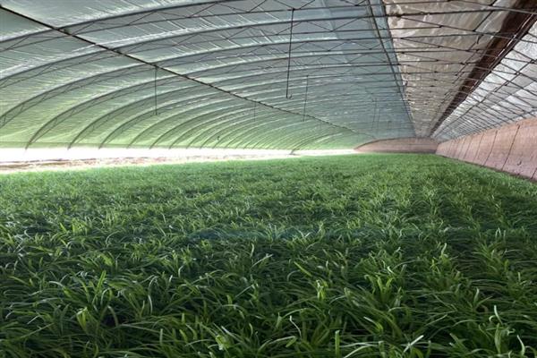 大姜追肥的方式，苗高30厘米左右第一次追肥