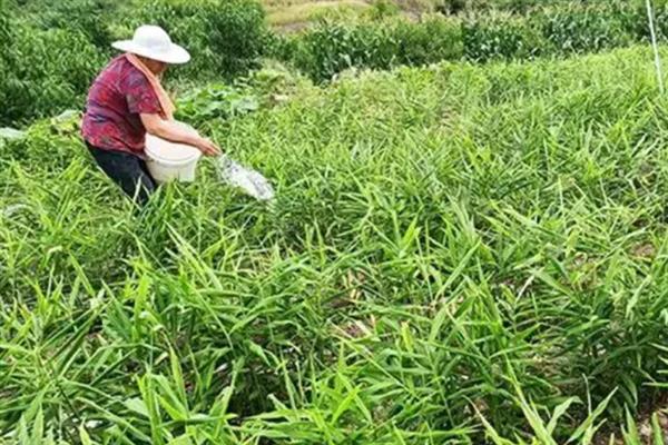 大姜追肥的方式，苗高30厘米左右第一次追肥