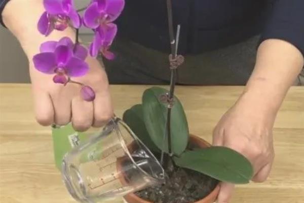 蝴蝶兰对水分的需求，喜湿润但不耐水涝