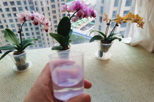 蝴蝶兰对水分的需求，喜湿润但不耐水涝