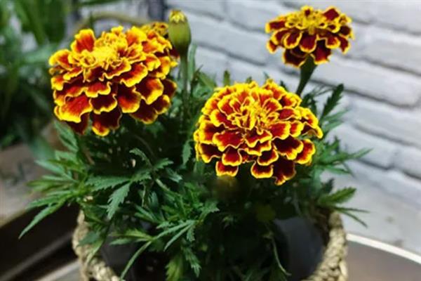 孔雀草的形状介绍，高度约为65厘米