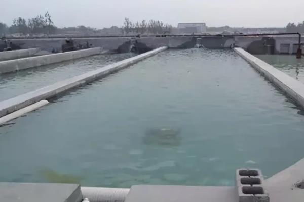 怎么培育赤眼鳟苗种，从放养开始要定期饲喂豆浆
