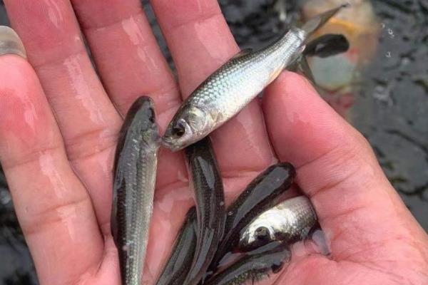 怎么培育赤眼鳟苗种，从放养开始要定期饲喂豆浆