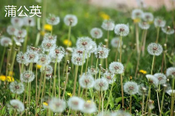 满天飞的毛毛是哪种树，是指柳絮、杨絮、蒲公英等