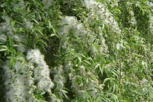 满天飞的毛毛是哪种树，是指柳絮、杨絮、蒲公英等