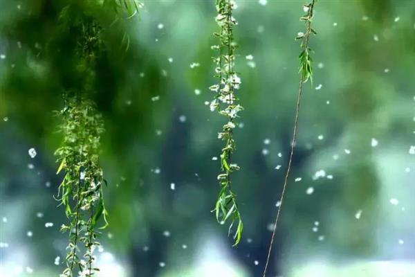 满天飞的毛毛是哪种树，是指柳絮、杨絮、蒲公英等