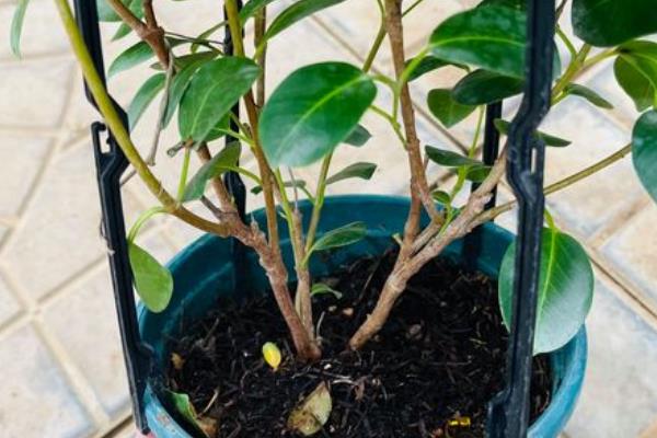 万里香怎么养殖，平时每个月追施一次薄肥