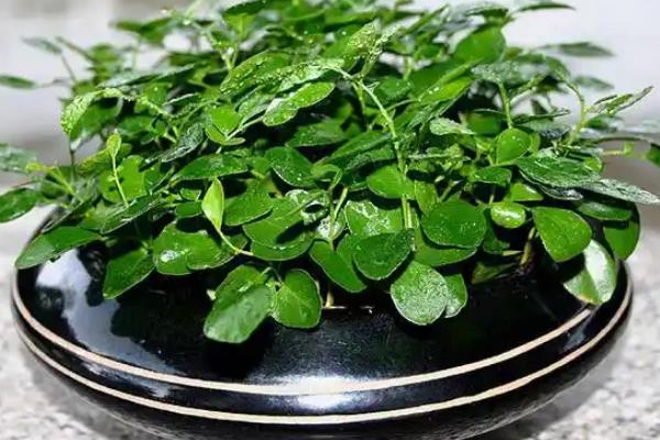 万里香怎么养殖，平时每个月追施一次薄肥