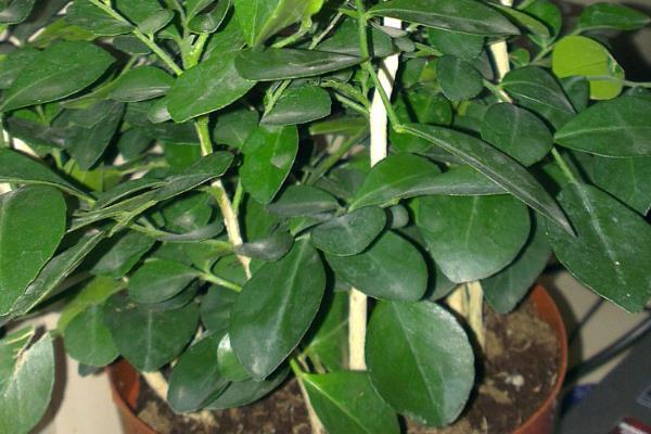 万里香怎么养殖，平时每个月追施一次薄肥