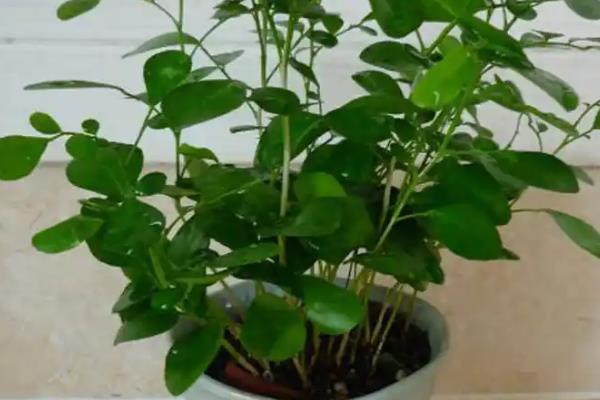 万里香怎么养殖，平时每个月追施一次薄肥