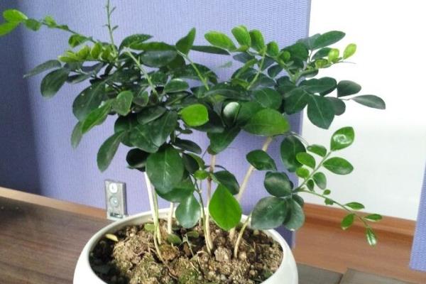 万里香怎么养殖，平时每个月追施一次薄肥