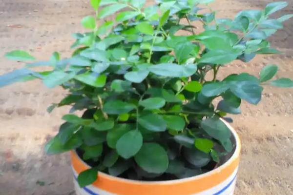 万里香怎么养殖，平时每个月追施一次薄肥