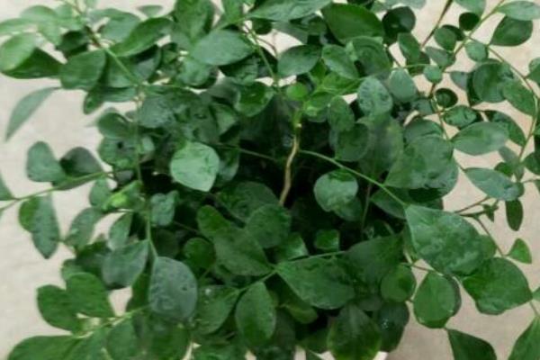 万里香怎么养殖，平时每个月追施一次薄肥